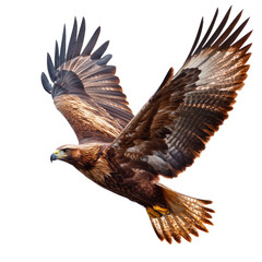 Obraz premium flying eagle isolated on transparent background
