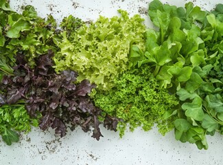 Obraz premium A plate of mixed green salad on a white background. The leaves include watercress and chard with vibrant green colors. 