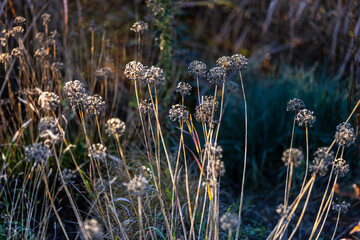Dried wildflowers stand tall in a sunlit meadow, their delicate seed heads glowing in the golden...