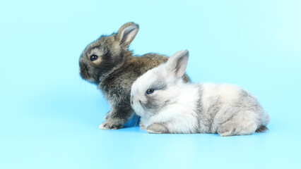Healthy lovely baby bunny easter rabbit on white background. Cute fluffy rabbit on white background Animal symbol of easter day festival.