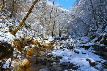 Bistrica stream flowing through snow covered winter forest in Gorenjska, Slovenia