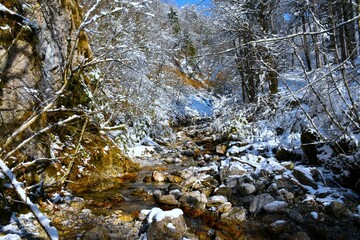 Bistrica creek flowing through a snow covered winter forest landscape in Gorenjska, Slovenia