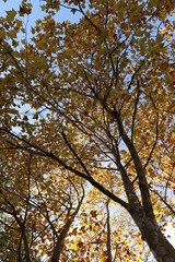 Fototapeta premium foglie nel bosco in autunno