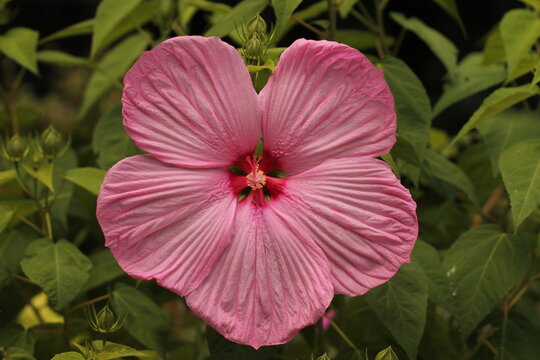 fiore di ibisco in primavera