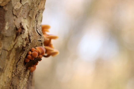 funghi nel bosco su un tronco