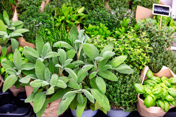 Fresh Mix of Aromatic Herbs and Greens in Garden Pots
