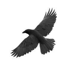 Fototapeta premium Majestic Raven in Flight Dark Wings Soaring Mysterious Background