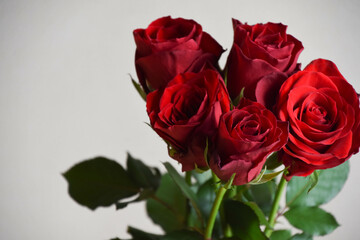 Fototapeta premium 赤い薔薇