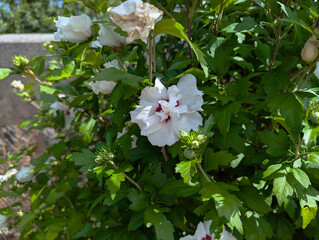 Blumen, Blüten, Hibiskus,  © Sambucca Mai