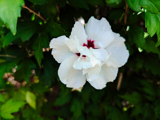 Blumen, Blüten, Hibiskus,  © Sambucca Mai