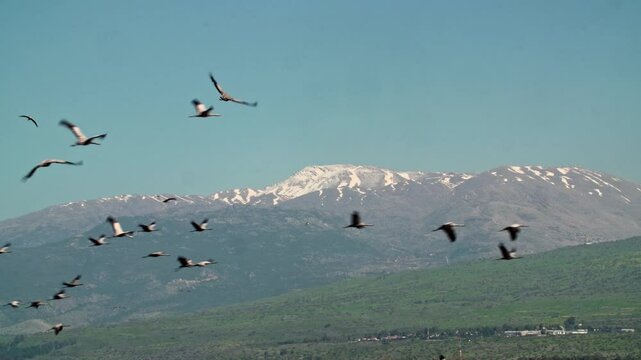 flock of Common Crane (Grus grus) flying in the hula Valley, in the distance Mount Hermon