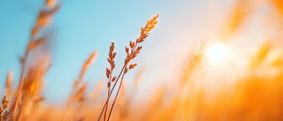 Golden wheat against a clear blue sky