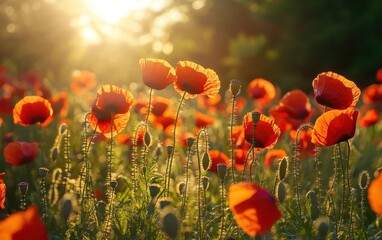 Obraz premium Sunlit field of red poppies swaying in the breeze