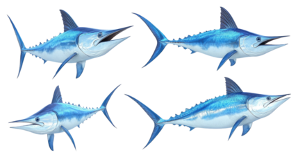 Various species of blue marlin displayed in an artistic representation on a white background for educational purposes, cut out