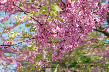 Close up of a beautiful tree with pink flowers and green leaves