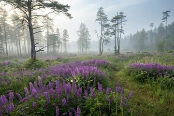 Fototapeta premium Dense purple flowers in the misty swamp forest, botanical garden, nature scenery, overgrown vegetation, forest flowers