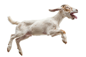 Goat jumps joyfully in mid-air showcasing playful spirit and agility on white background