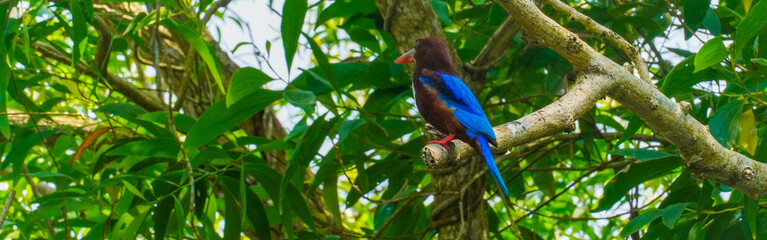 kingfisher bird perched on a green tree branch in a tropical forest