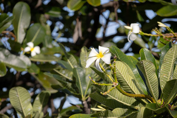 Two white frangipani flowers with yellow centers on a branch, surrounded by lush green leaves..