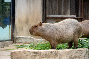 A large, brown capybara sits in a sandy enclosure, munching on a blade of grass.