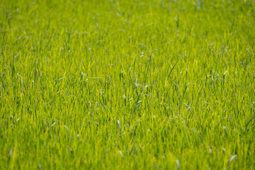 close-up shot of a lush green rice field. The blades of grass are tall and vibrant, swaying gently in the breeze. The image captures the beauty and tranquility of nature