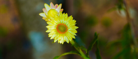 A bright yellow sunflower blooming with blur background