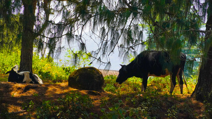 a rural scene with a black buffalo grazing under tall trees