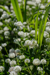 The white clover (Trifolium repens) grows close-up