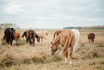 Active farmland reveals advanced horse-driven processes, demonstrating farm enterprise efficiency for wider markets, as farm enterprise practices foster growth in evolving farm enterprise sector.