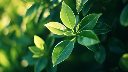 Fototapeta premium Close Up of Vibrant Green Leaves in Sunlight