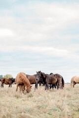 Naklejka premium herd of horses walking on pasture eating fresh grass, maintaining healthy landscapes, important for environment. concept ecological issues Horses eat fresh grass, which is important for their health