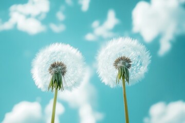 Naklejka premium Two white dandelions standing tall in a bright blue sky, symbolizing hope and positivity