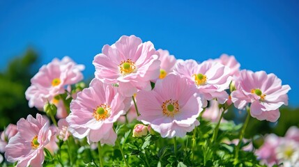 Pale pink spring flowers bloom vibrantly under a clear blue sky in a tranquil garden setting