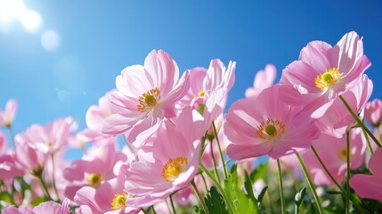 Fototapeta premium Pale pink spring flowers bloom under a bright blue sky on a sunny day in a peaceful garden setting
