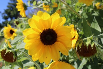 sunflowers in the garden