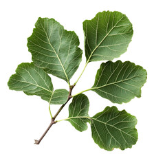 Fresh organic fig vine leaf branch against a clean transparent background for culinary and decorative uses, Fresh organic fig vine leaf branch on transparent background. Fig leaves transparent