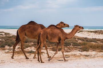 Two dromedary camels walking on a beach in the desert