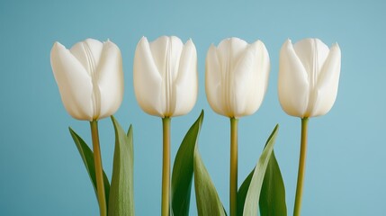Naklejka premium Six elegant tulips arranged in a perfect row against a soft blue background