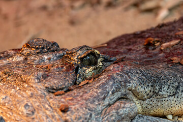American Alligator (Alligator mississippiensis), found in the southeastern USA, basking in a swampy habitat
