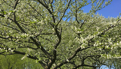 Fototapeta premium Spring growth