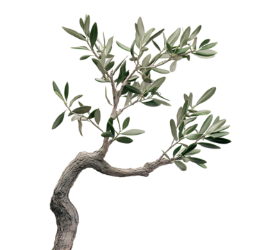 Branch of an olive tree with fresh green leaves, isolated on transparent cutout background