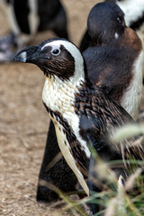 African Penguin (Spheniscus demersus), found in South Africa, standing on a rocky shore near the ocean