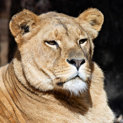 African Lion (Panthera leo), found in sub-Saharan Africa, resting in the savanna with golden fur and mane