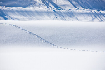 雪と足跡