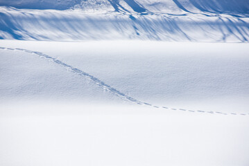 Obraz premium 雪と足跡