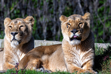 African Lion (Panthera leo), found in sub-Saharan Africa, resting in the savanna with golden fur and mane