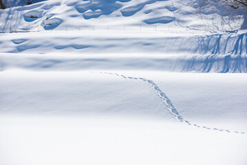 Obraz premium 雪と足跡