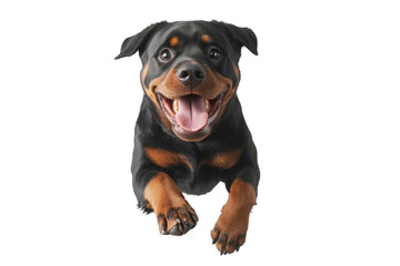 Fototapeta premium Happy Rottweiler jumping in the air with a joyful expression in a bright setting,cut out 