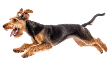 Energetic dog running joyfully in front of a plain background during a playful moment,cut out 