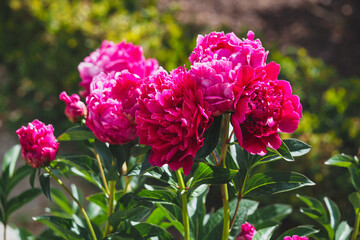 Fototapeta premium Beautiful peony flowers in spring, Madrid 